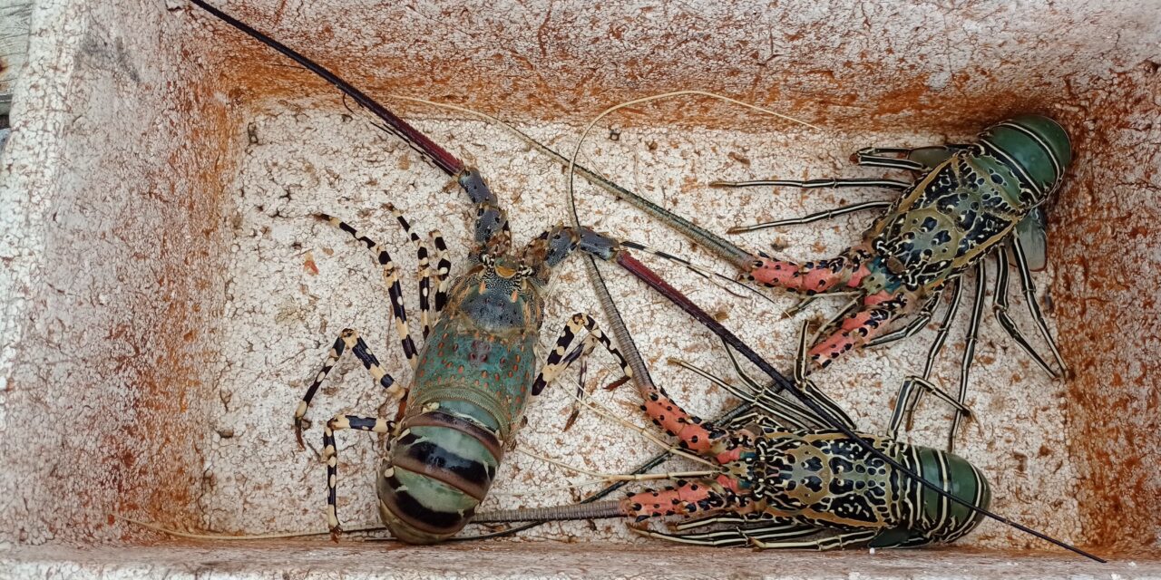 Pengembangan Budi Daya Lobster Jadi Bagian Kerja Sama Indonesia Vietnam