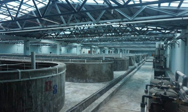 Hasanuddin Atjo: Tinjauan ilmiah kenapa nursery udang penting