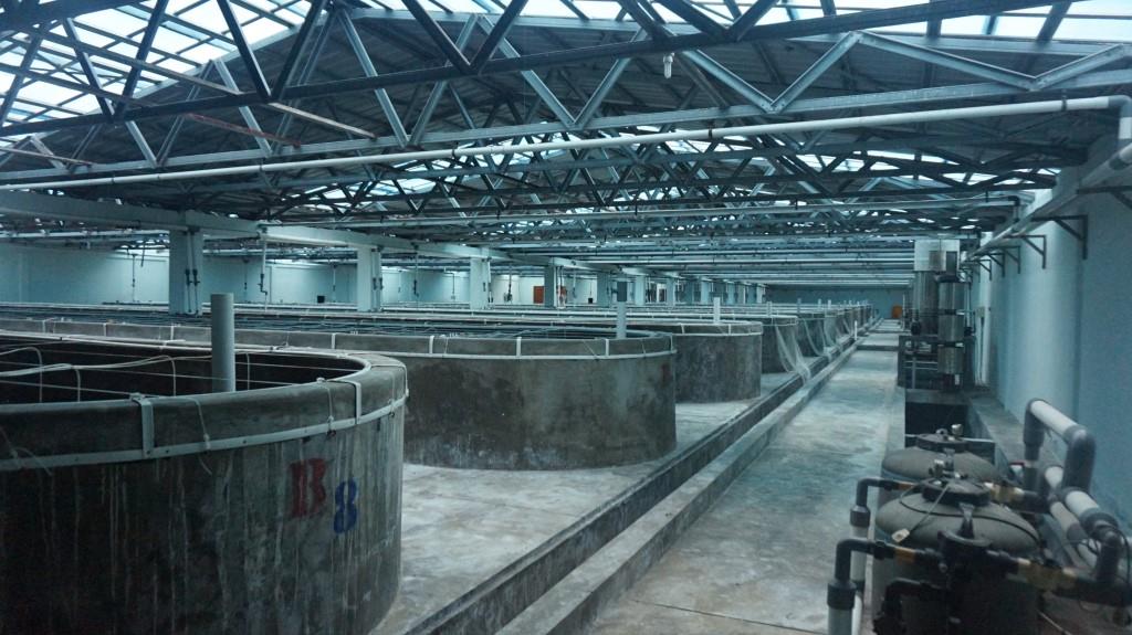 Hasanuddin Atjo: Tinjauan ilmiah kenapa nursery udang penting