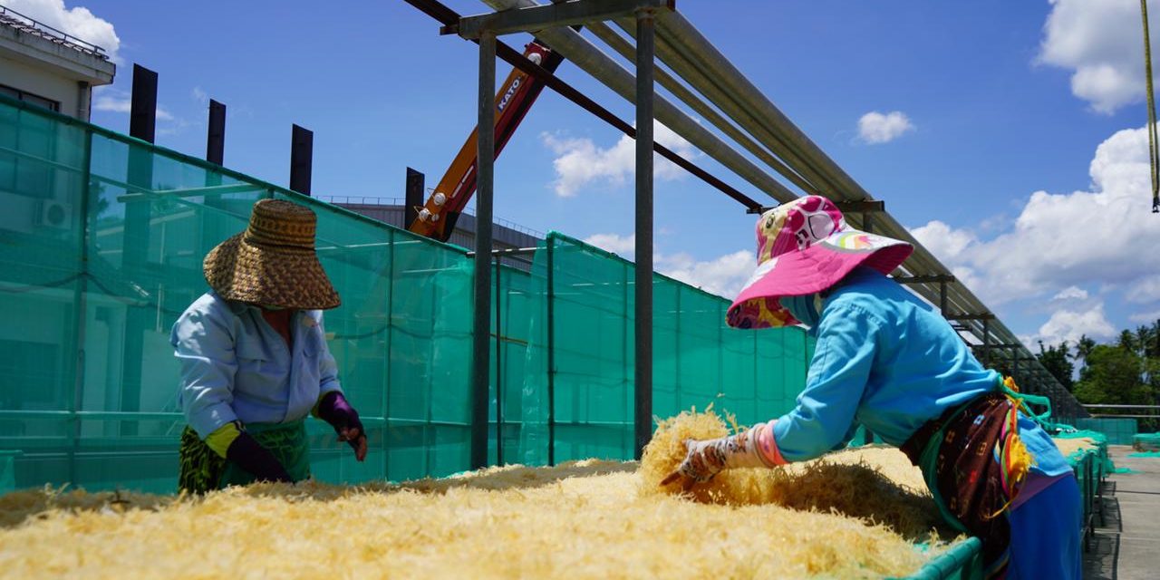 Rumput laut sebagai “emas hijau” yang perlu dioptimalkan