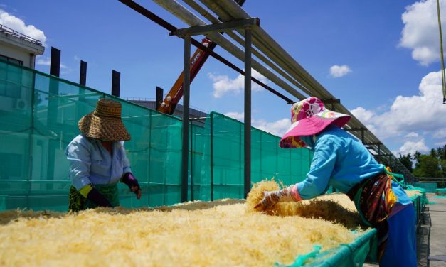 Rumput laut sebagai “emas hijau” yang perlu dioptimalkan