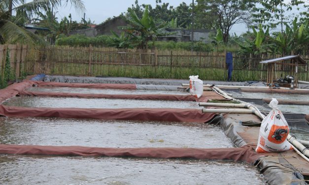 Guru besar Unpad kembangkan lele mutiara transgenik