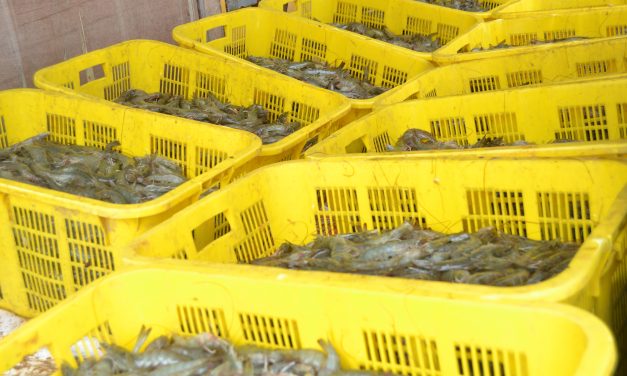 September: Impor udang AS terendah sepanjang 2022