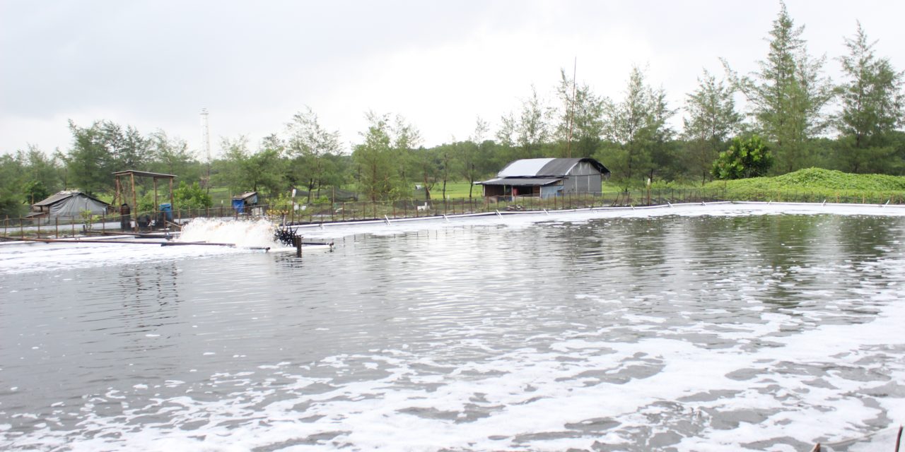 Guru besar UB kenalkan sistem budidaya udang Ecogreen Aquaculture