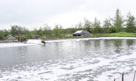 Guru besar UB kenalkan sistem budidaya udang Ecogreen Aquaculture