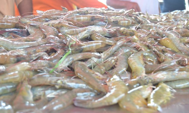 Dosis mineral yang optimal dalam budidaya udang vaname di air tawar