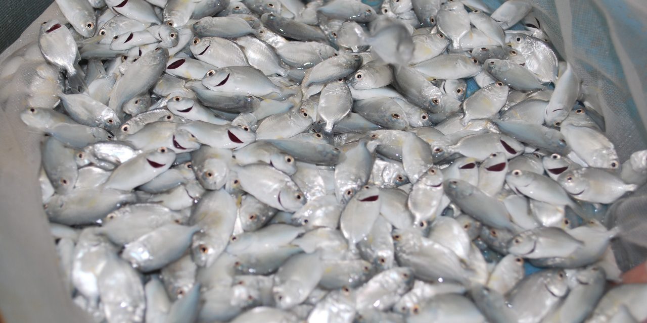 Hatchery wajib miliki sertifikat CPIB jika tidak ingin kena sanksi