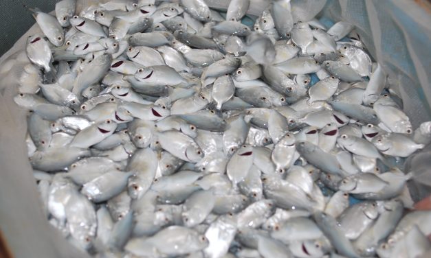 Hatchery wajib miliki sertifikat CPIB jika tidak ingin kena sanksi