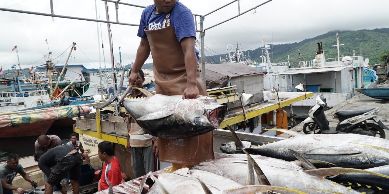 Sekjen MAI: Tepung ikan dari tuna tak kompetitif