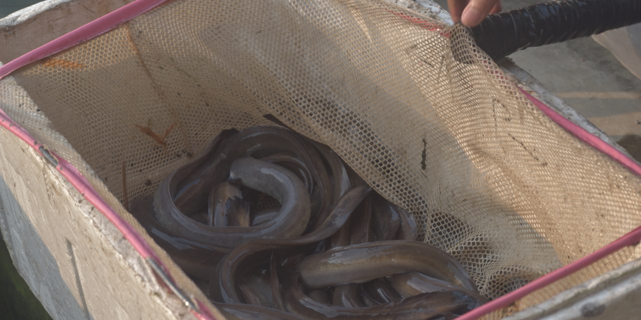 Menyeimbangkan prospek ekonomi ikan sidat dan kelestariannya