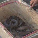 Menyeimbangkan prospek ekonomi ikan sidat dan kelestariannya