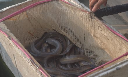 Menyeimbangkan prospek ekonomi ikan sidat dan kelestariannya