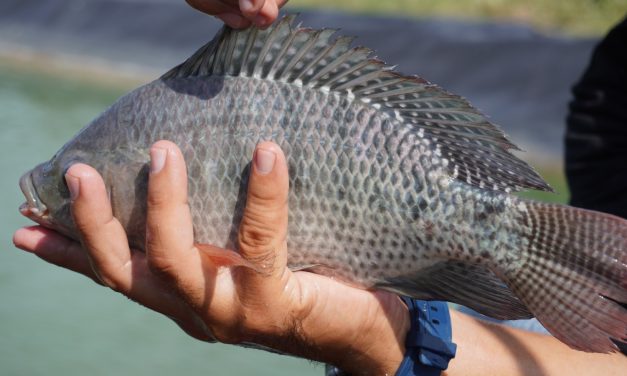 Indonesia’s MMAF pushes for tilapia production to meet increasing demand