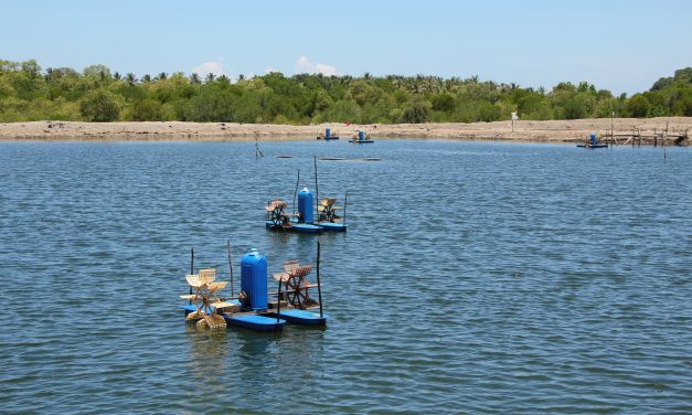 Webinar Delos: Manajemen plankton, kunci udang bebas penyakit