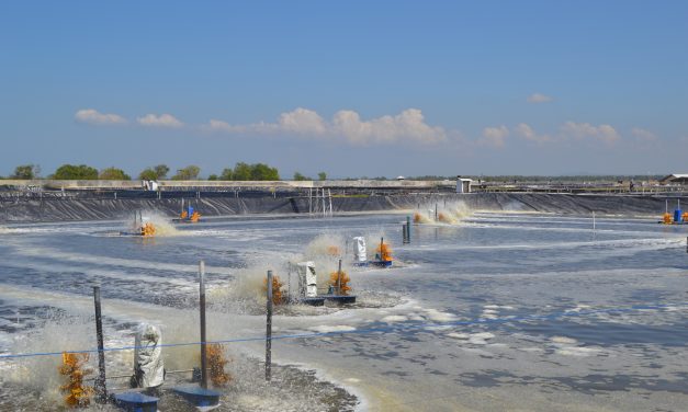 Aplikasi probiotik untuk menekan Vibrio dalam budidaya udang vaname