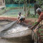 Mengatasi bau tanah pada ikan akibat Geosmin