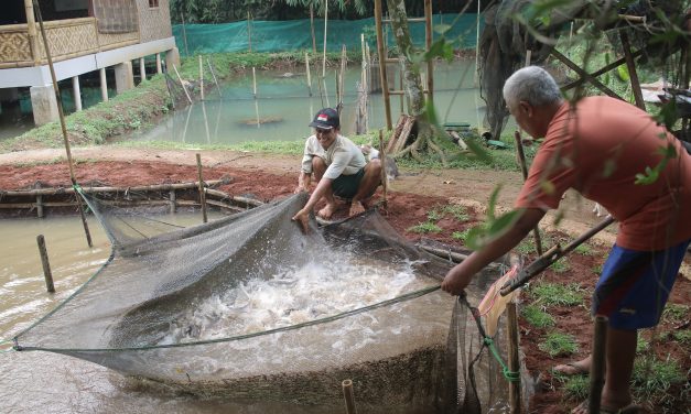 Mengatasi bau tanah pada ikan akibat Geosmin