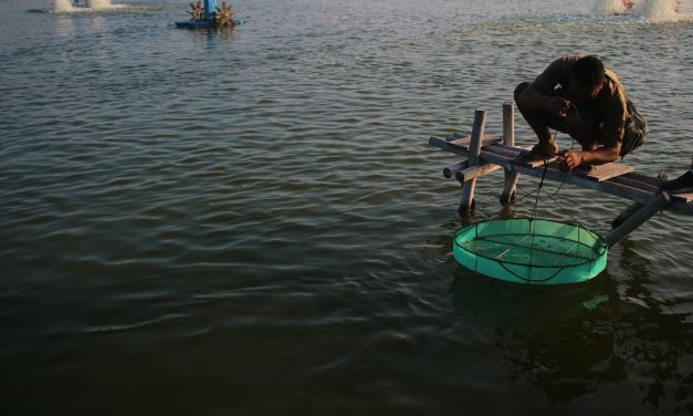 Gejala EHP pada udang dan cara pengendaliannya