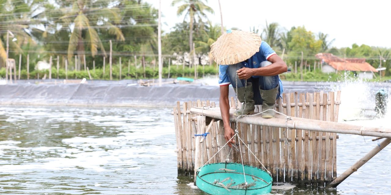 Dampak EHP pada udang dan cara deteksi yang efektif