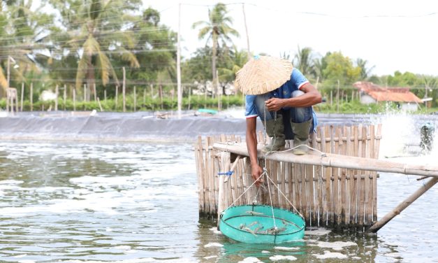 Dampak EHP pada udang dan cara deteksi yang efektif