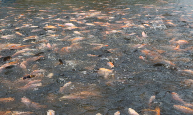 Dikukuhkan sebagai guru besar Unair, Prof. Gunanti Mahasri jelaskan manfaat imunostimulan untuk akuakultur