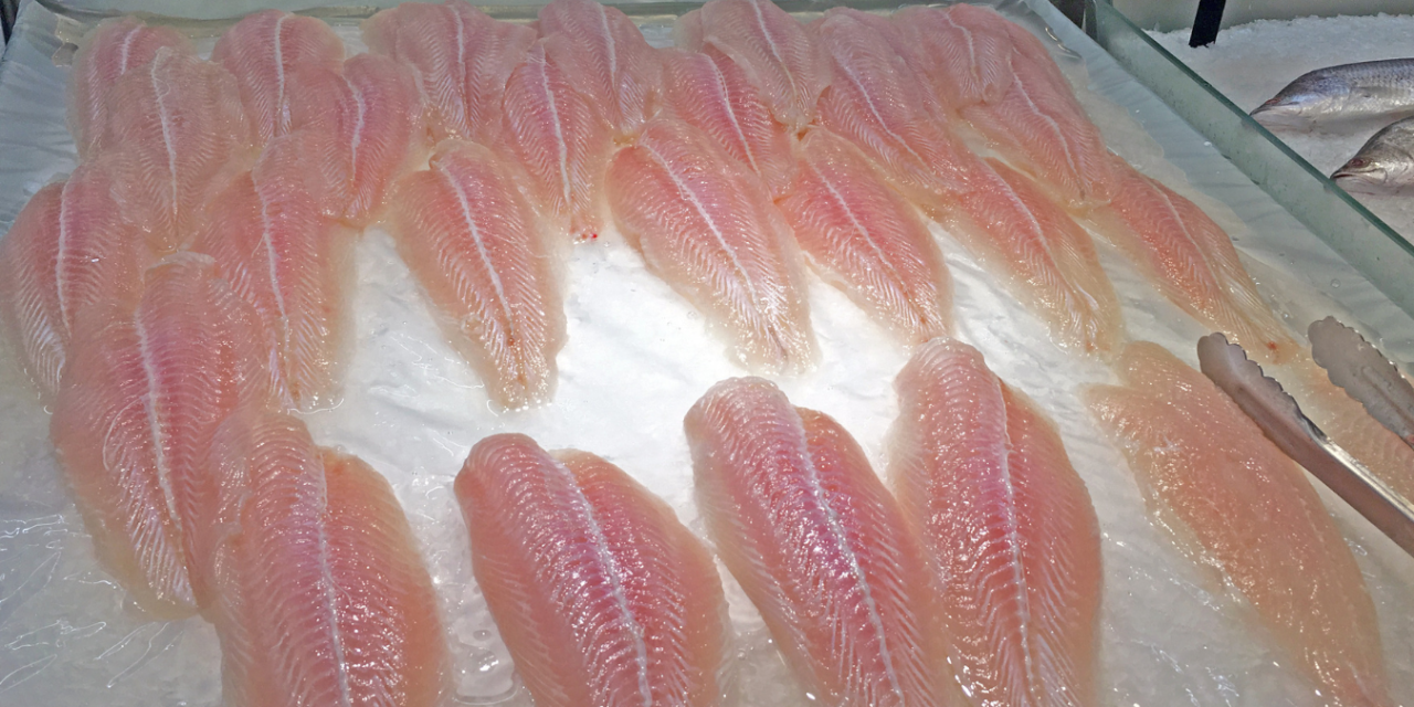 Peluang dan tantangan industri patin Indonesia (Part 2): Belajar dari Vietnam