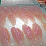 Peluang dan tantangan industri patin Indonesia (Part 2): Belajar dari Vietnam