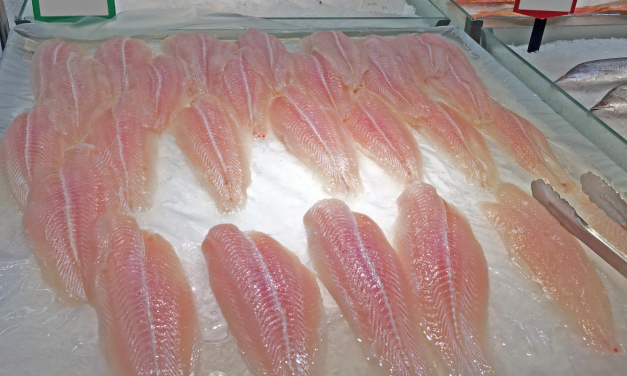 Peluang dan tantangan industri patin Indonesia (Part 2): Belajar dari Vietnam
