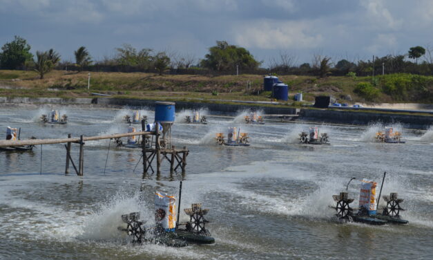 Probiotic strategies for managing Vibrio in shrimp farming
