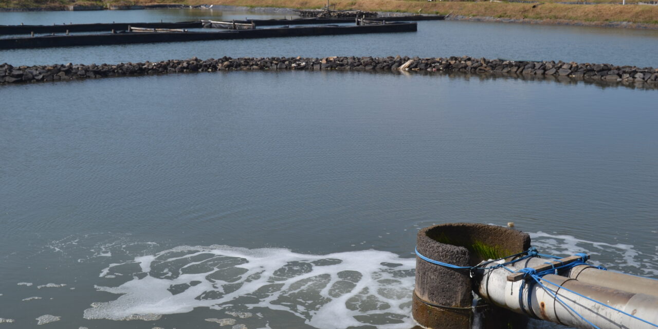 Tantangan dan strategi menghadapi penyakit pada budidaya udang