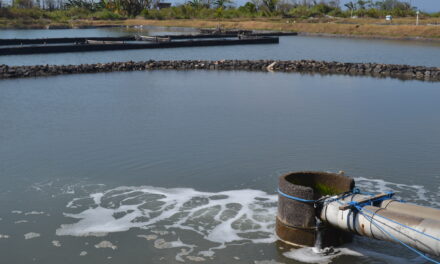 Tantangan dan strategi menghadapi penyakit pada budidaya udang