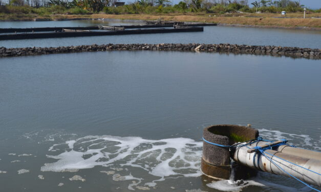 Tantangan dan strategi menghadapi penyakit pada budidaya udang