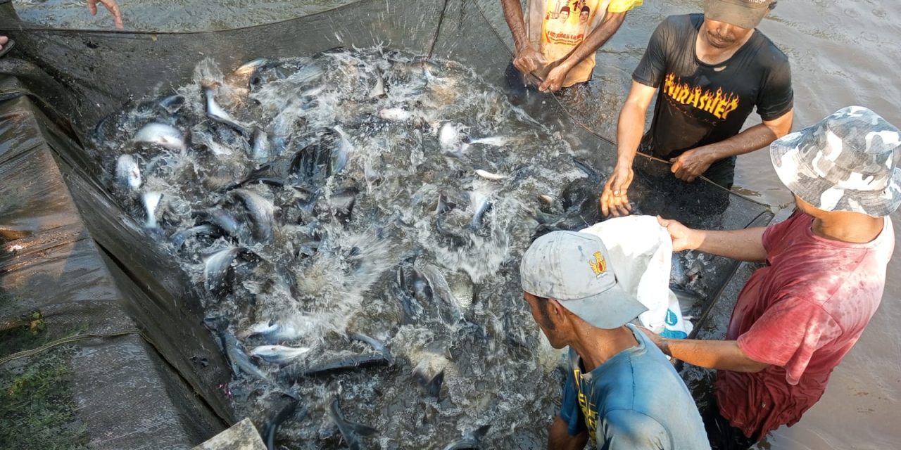 Peluang dan tantangan industri patin Indonesia (Part 1)