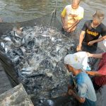 Peluang dan tantangan industri patin Indonesia (Part 1)