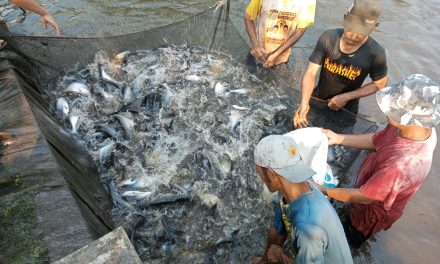Peluang dan tantangan industri patin Indonesia (Part 1) 