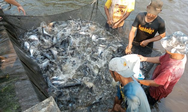 Peluang dan tantangan industri patin Indonesia (Part 1)