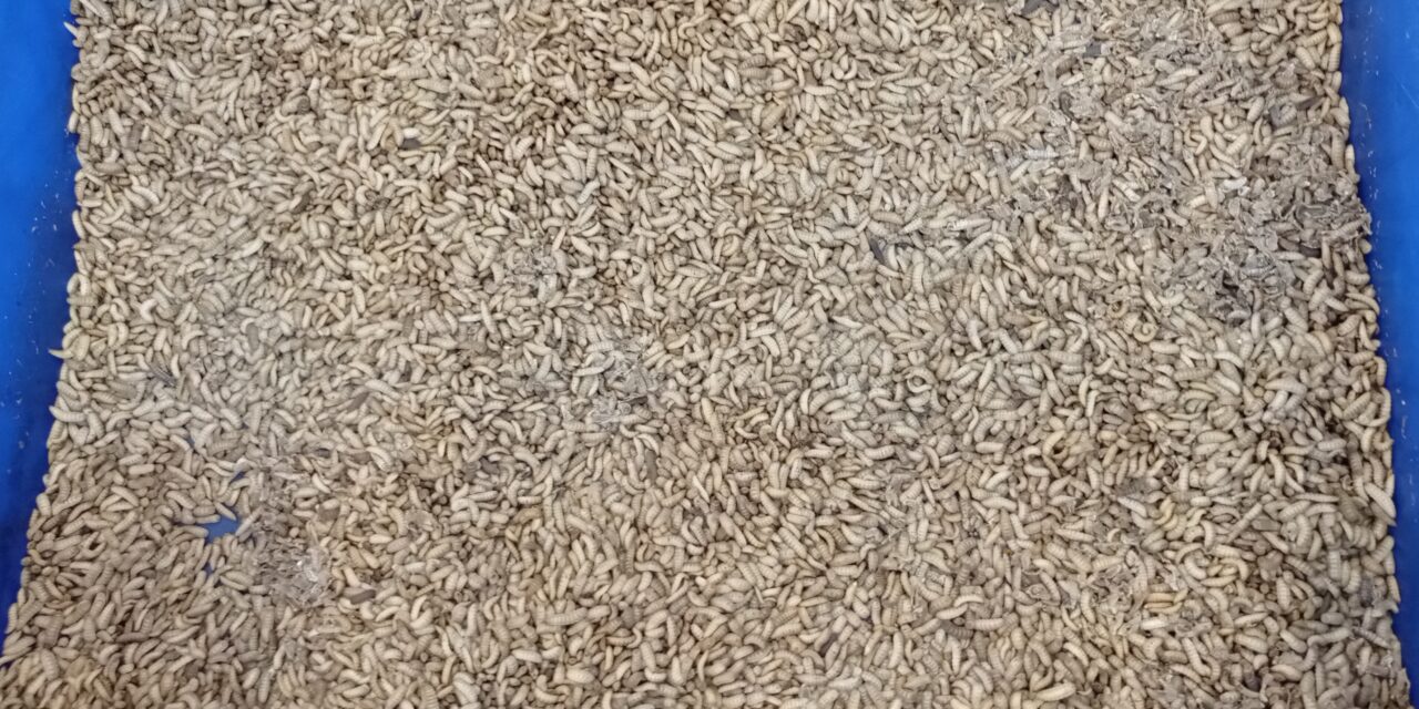 Tepung maggot untuk pakan: Potensial namun penuh tantangan