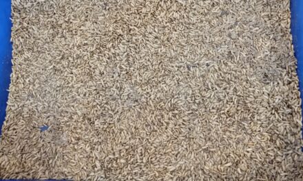 Tepung maggot untuk pakan: Potensial namun penuh tantangan