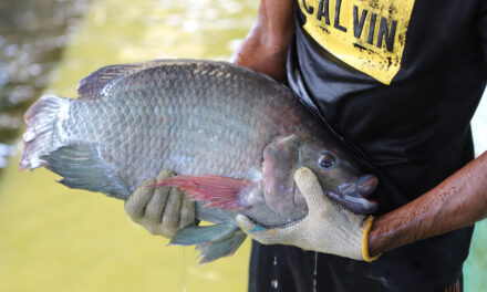 Sejarah ikan nila: Dari mujair hingga strain unggul lokal (Part 1)