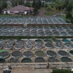 Strategi hemat listrik dan cegah parasit pada budidaya lele bioflok