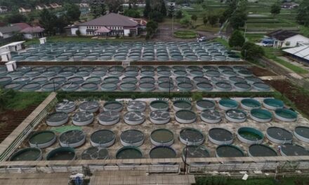 Praktisi sebut produktivitas nila sistem bioflok bisa mencapai 20-30 kg/m2