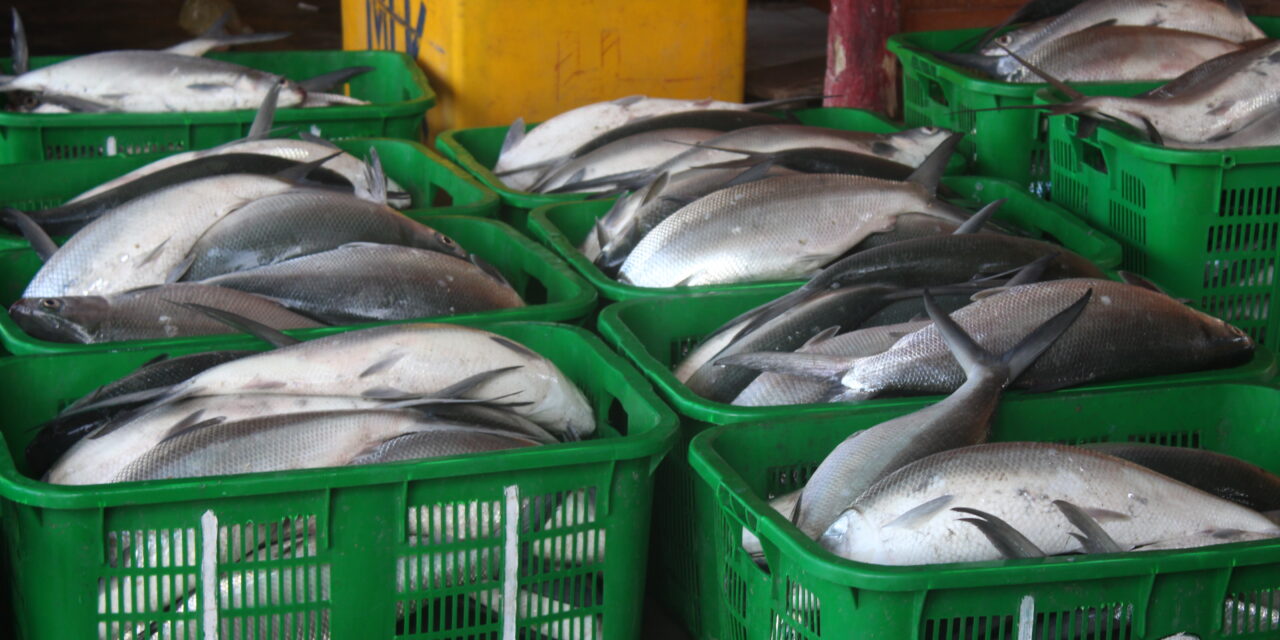 Ikan bandeng laku di segala segmen