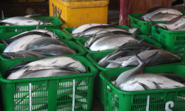 Ikan bandeng laku di segala segmen