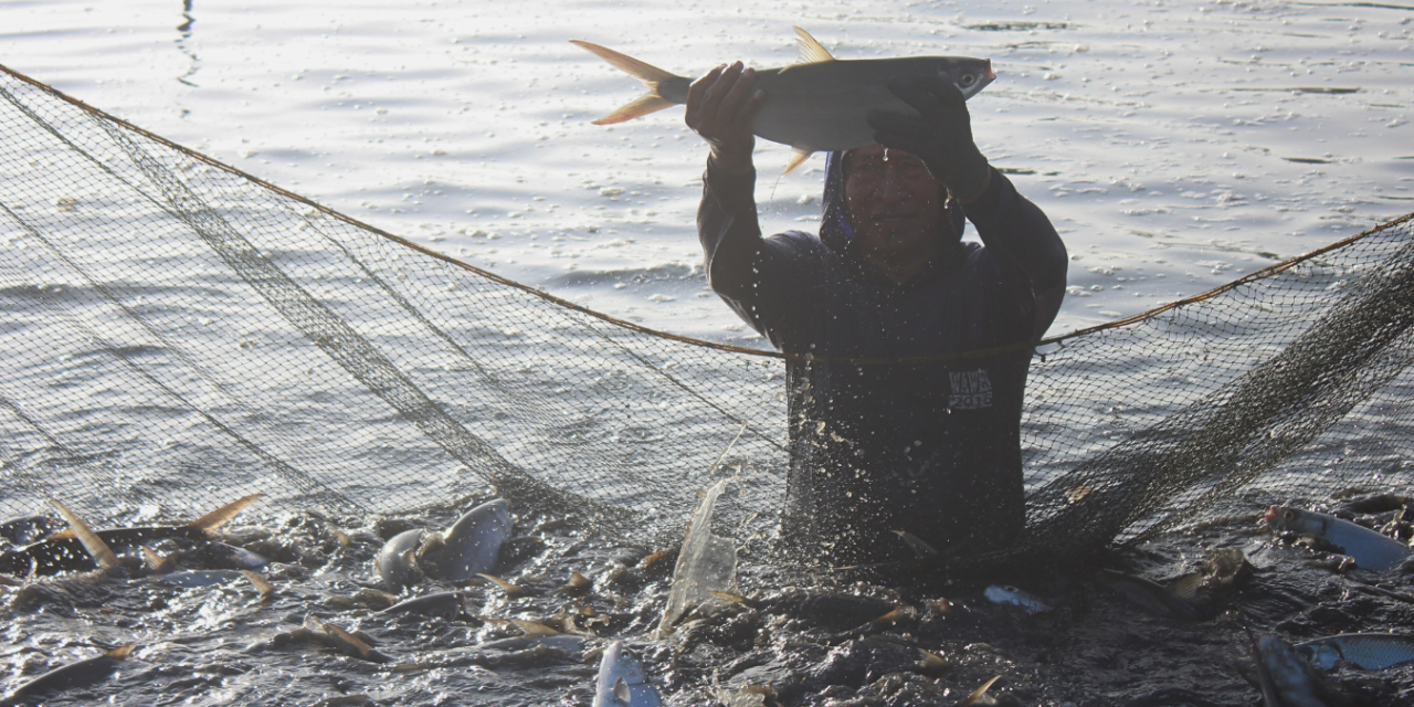 Promising market prospects for milkfish across all stages