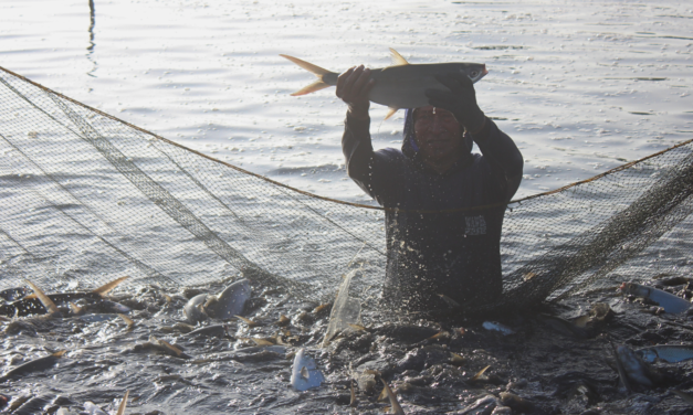 Promising market prospects for milkfish across all stages