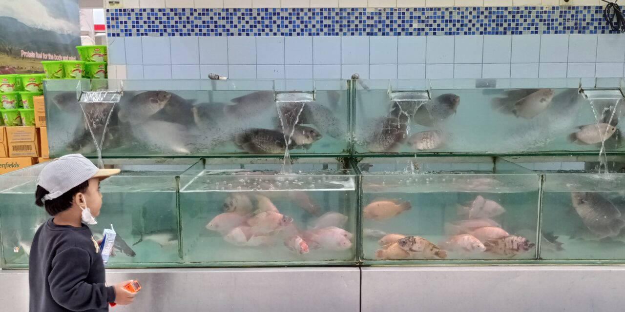 Konsumsi ikan: Kunci mengatasi stunting dan meningkatkan gizi nasional