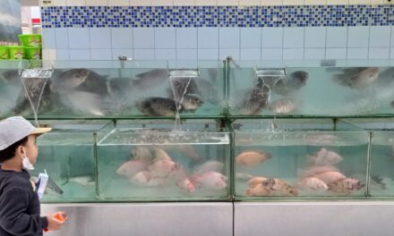 Konsumsi ikan: Kunci mengatasi stunting dan meningkatkan gizi nasional