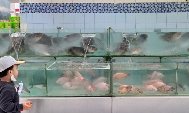 Konsumsi ikan: Kunci mengatasi stunting dan meningkatkan gizi nasional