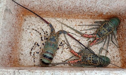 Pengembangan budi daya lobster jadi bagian kerja sama Indonesia-Vietnam