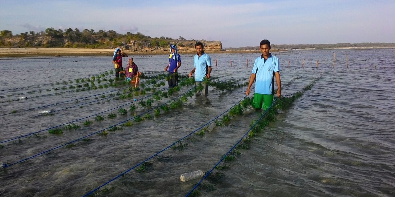 Could Indonesia transform the seaweed industry into a key source of blue food?